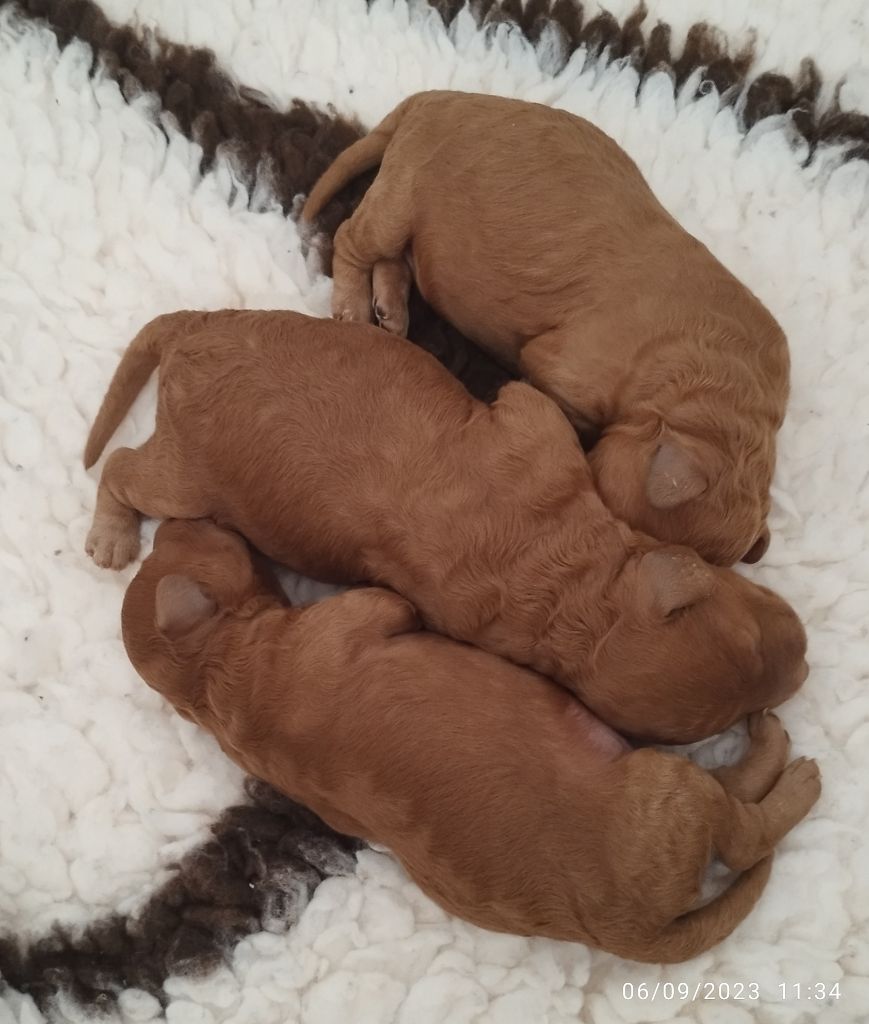 Chiot Caniche De La Foret De Miss Purple